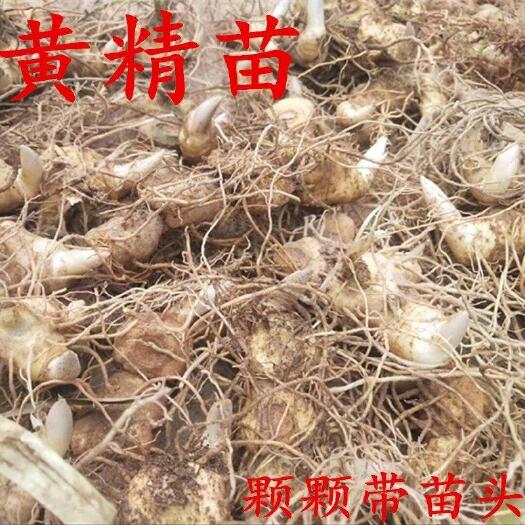 咸宁黄精种苗 湖北咸宁大幕白云山姜型多花甜黄精芽块茎种苗