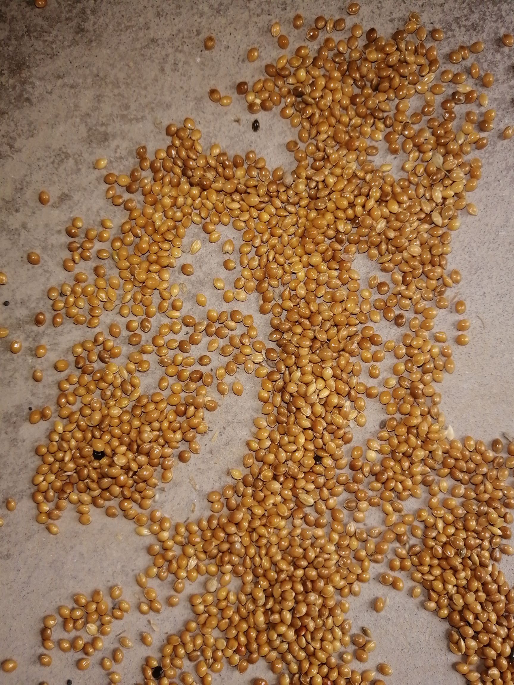 黄糜子 诚信至上 质量第一