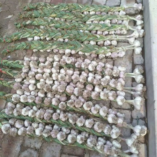 涿鹿县紫皮大蒜 紫皮蒜