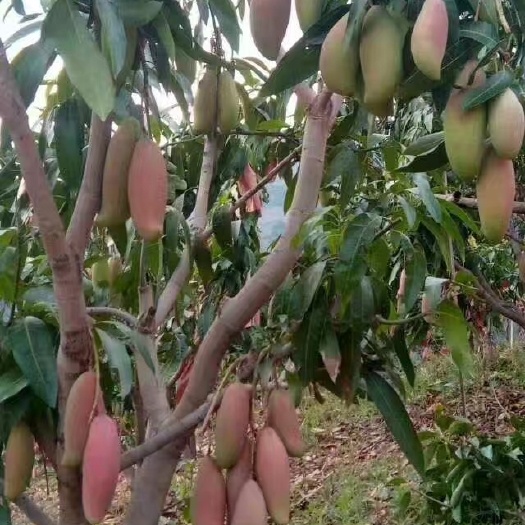 华坪县 象牙芒果大颜色好口感香甜可口。