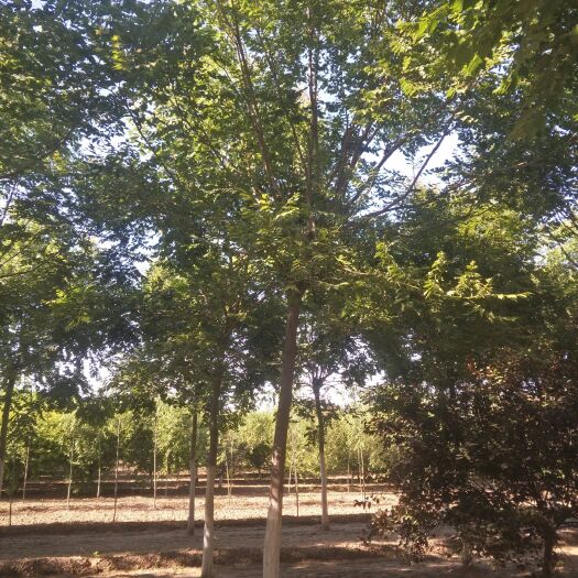 博野县北栾8-12公分，北京栾，北方常用的绿化树种