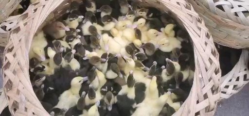 昆明 火鸭苗