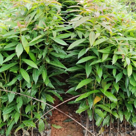 广州广州增城优质木荷树苗  林业绿化优选 树木强壮 可批发