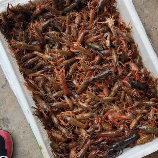 简阳市简阳小龙虾 虾苗