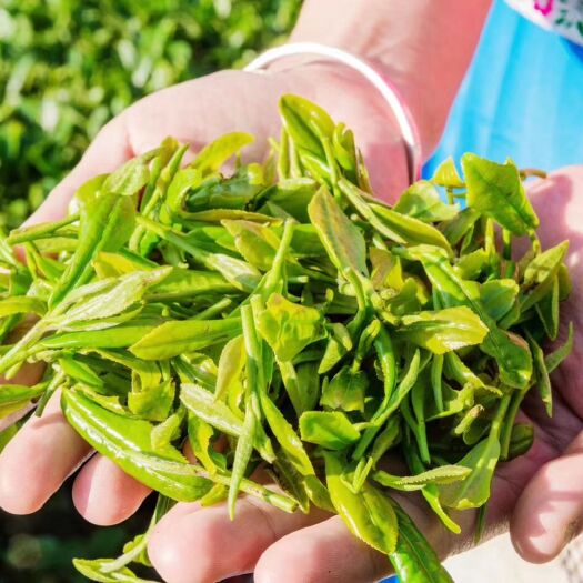盐边县国胜茶 攀枝花国胜绿茶