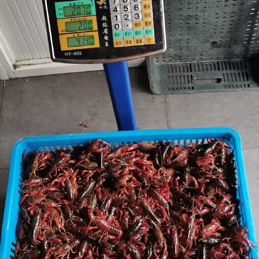 上海 小龙虾5-7（勿拍）