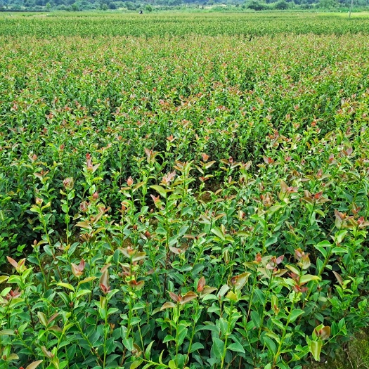 丰城市长林系列油茶  长林系列嫁接油茶苗