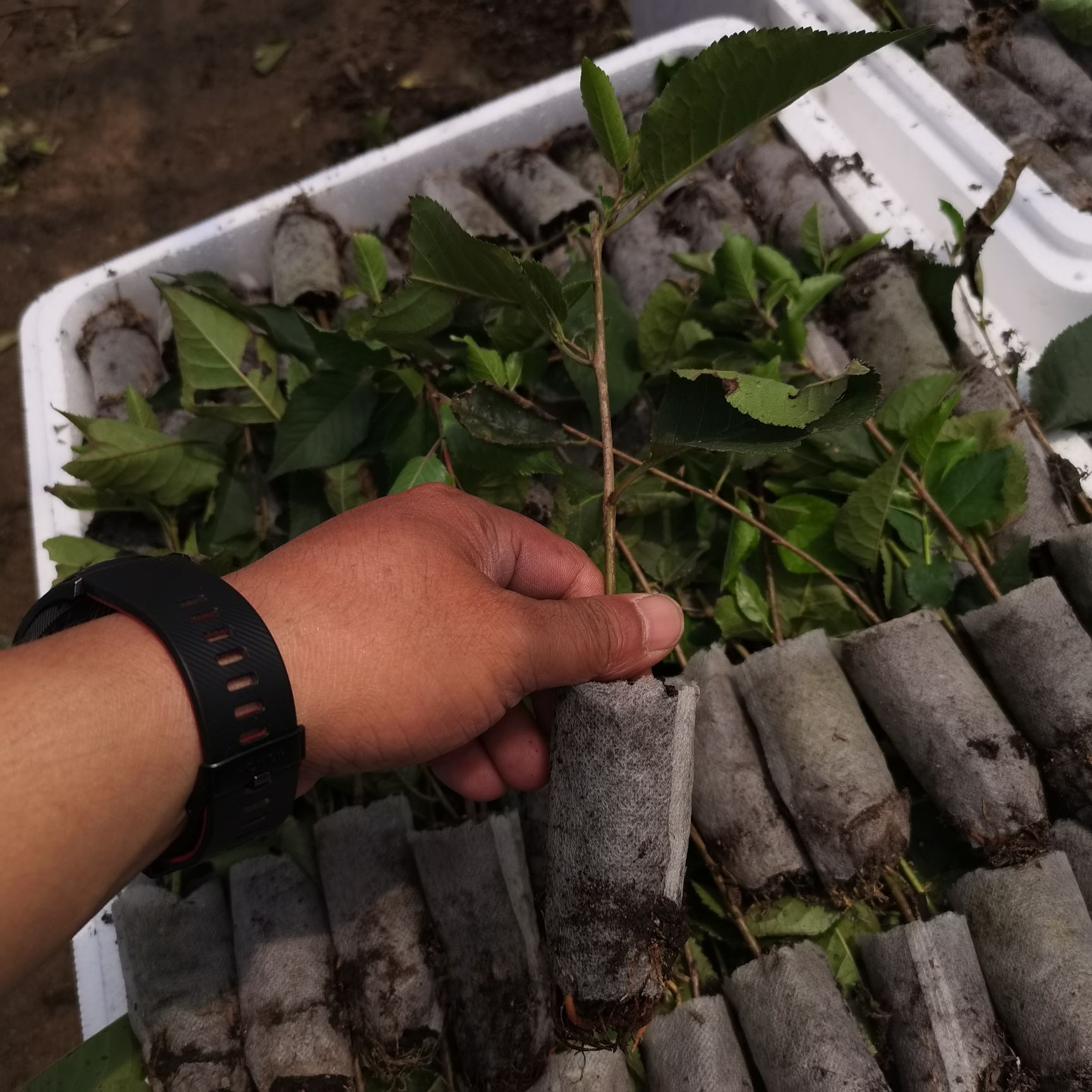  大樱桃矮化砧木苗，吉赛拉大樱桃砧木苗，农场直发成活率高。