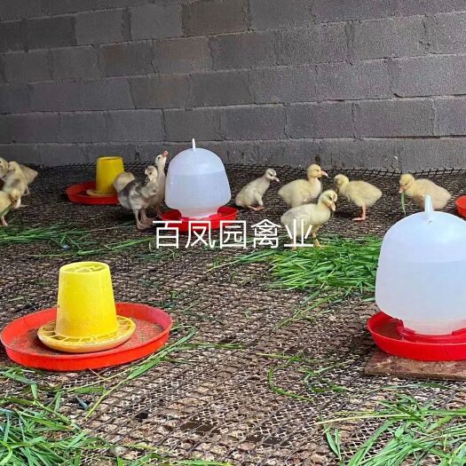 昆明 白鹅 大三花鹅苗 脱温苗