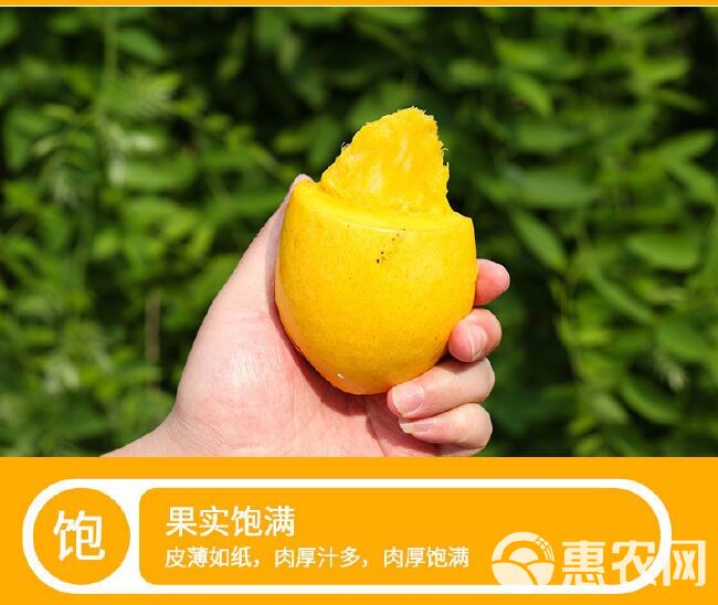 新鲜香甜广西百色小台农芒果新鲜水果当季水果包邮5/10斤