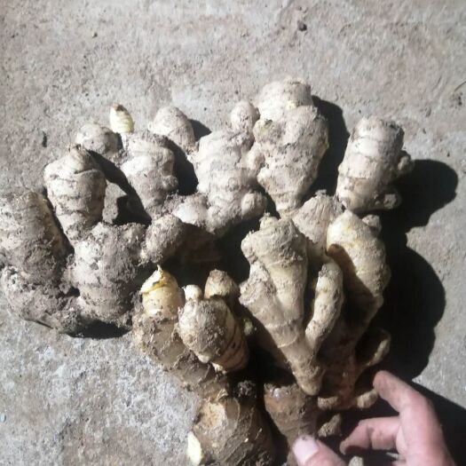 莒县小黄姜 4~6两 带土