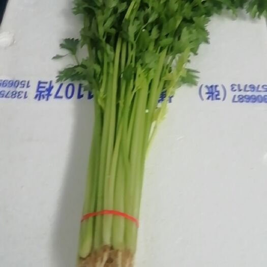  芹菜长沙海吉星专业-代销