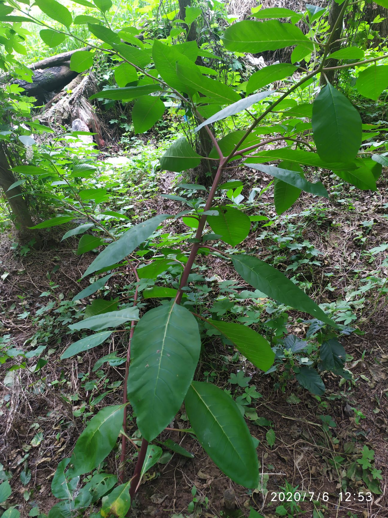  商陆，商陆根