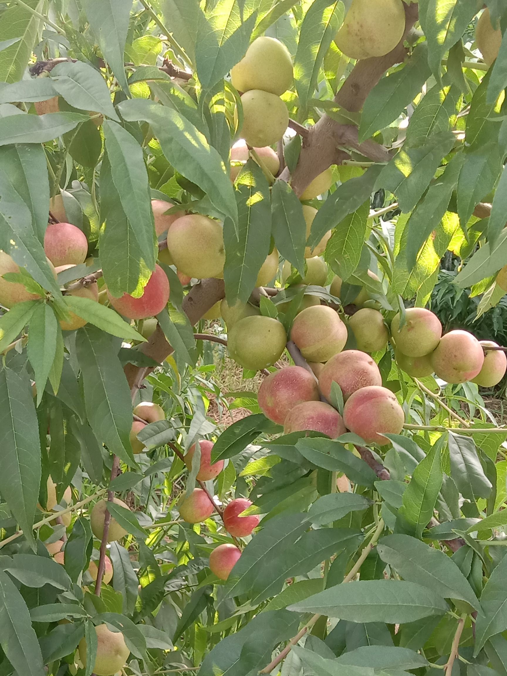 珍珠枣油桃  山西运城，珍珠油桃