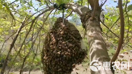 中华蜂300箱需要卖岀，带王卖，自提不发快递