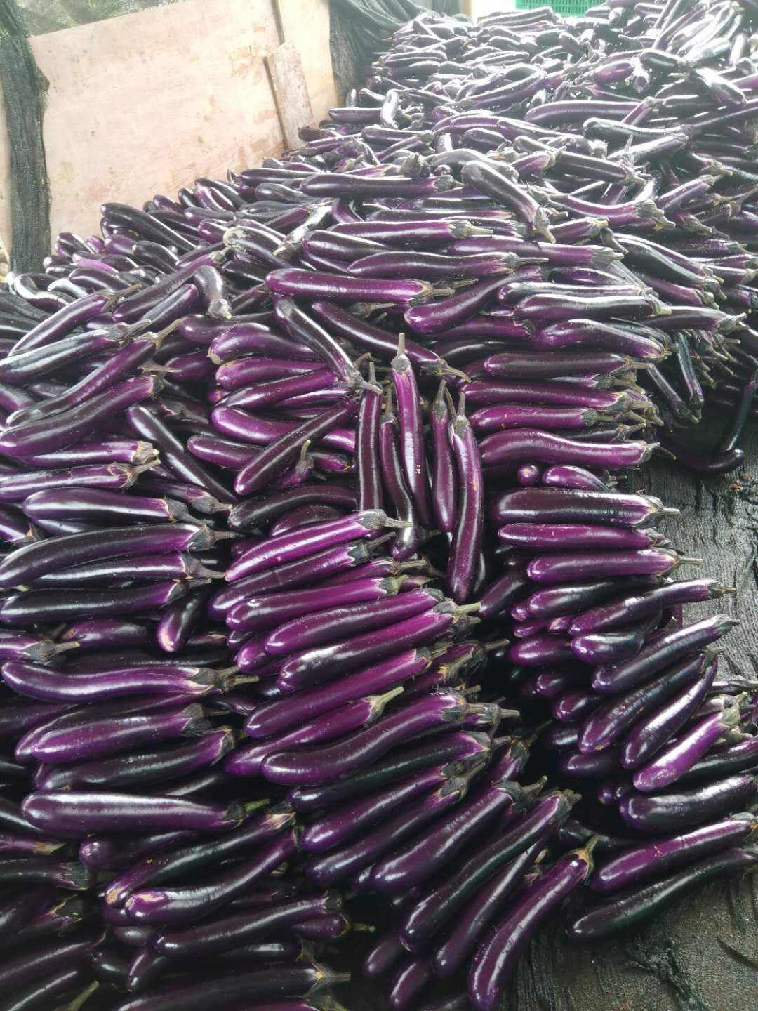 紫长茄 长茄