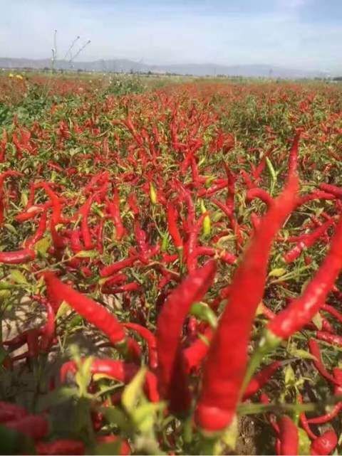 通辽 819高辣特辣辣椒内蒙古种植基地直接供应