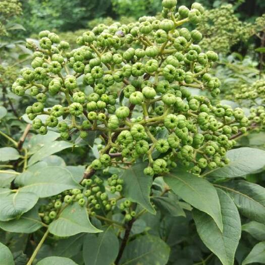 桂平市 吴茱萸 中花