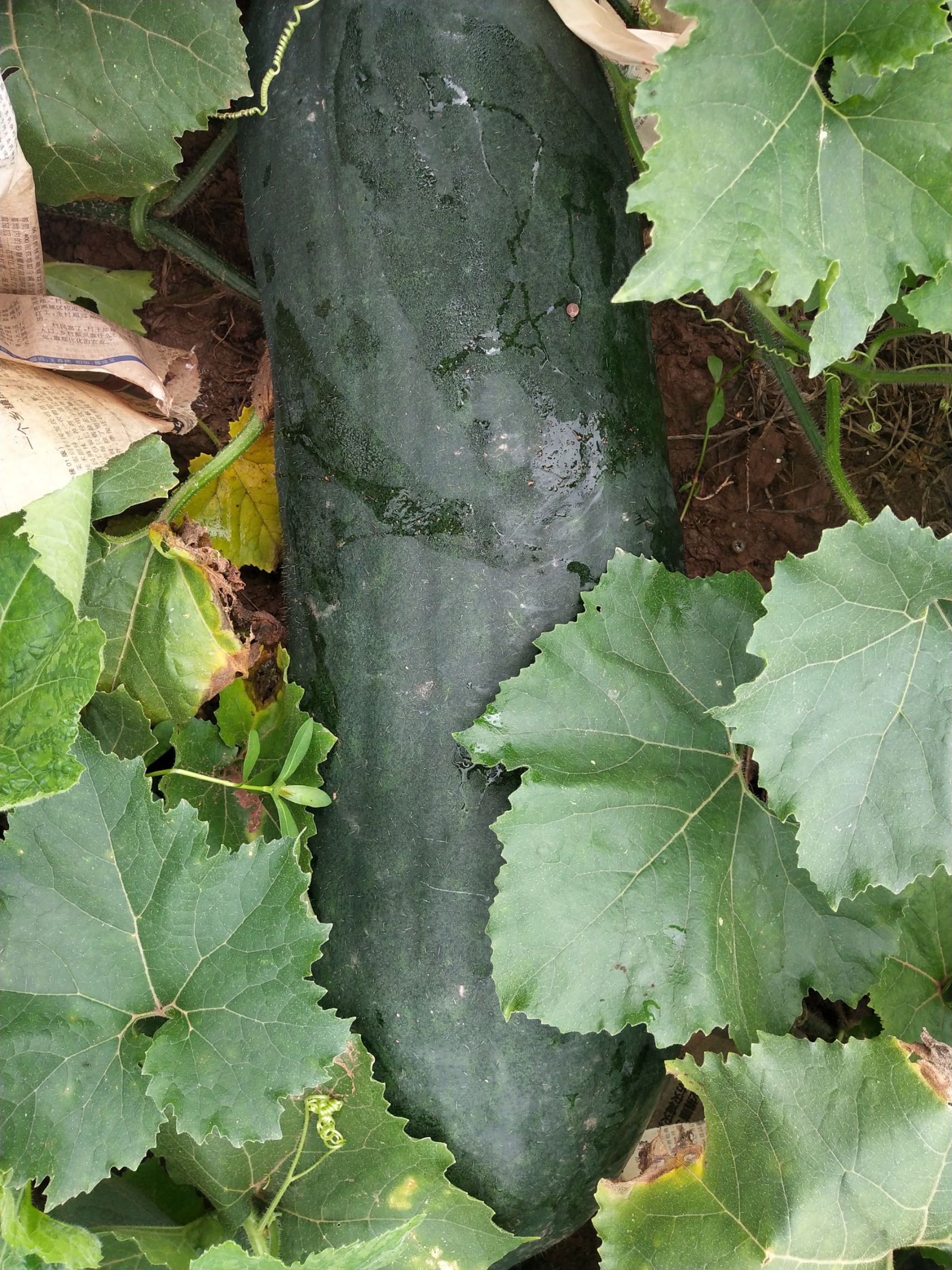 黑皮冬瓜