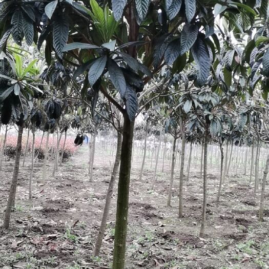 南阳茂木枇杷树苗 高杆枇杷