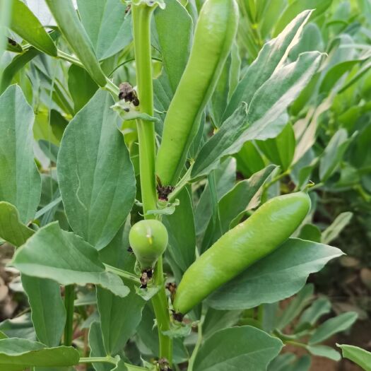 新鲜蚕豆 鲜蚕豆角