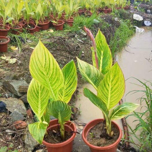青州市 花叶美人蕉，基地直销，常年销售各种绿化苗木。