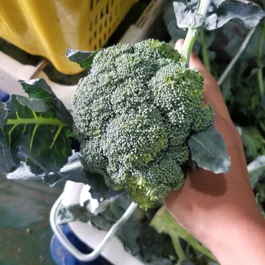 威宁县西兰花 6000亩5000吨