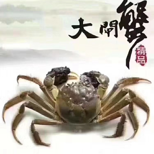 兴化市 大闸蟹  江苏兴化市产地