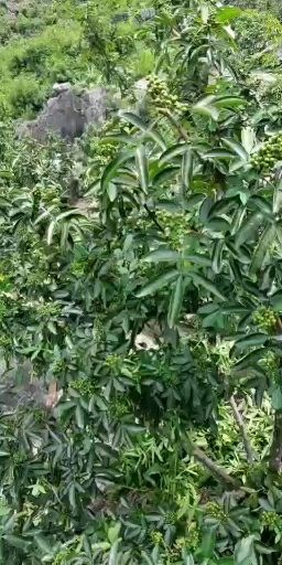 关岭县青花椒 一级 鲜花椒