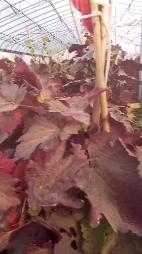 平度市 我们这里的有培育大量的甜蜜蓝宝石葡萄苗