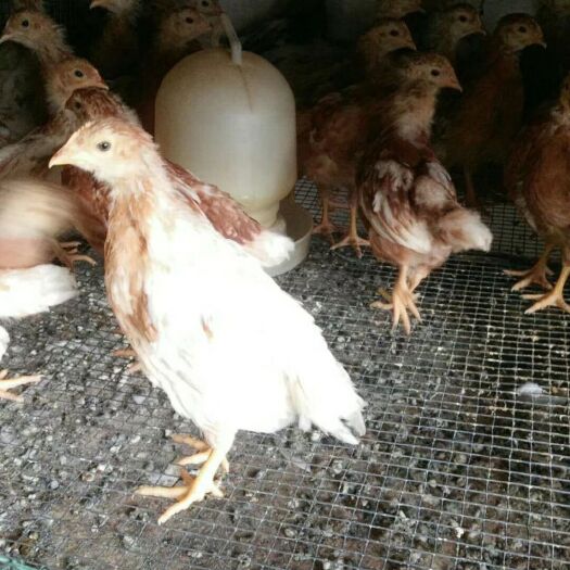 昆明 红毛蛋鸡鸡苗 海兰褐蛋鸡 脱温苗