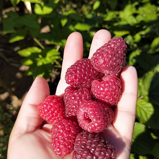 白山红树莓苗  双季红树莓好品种丰产稳产性好