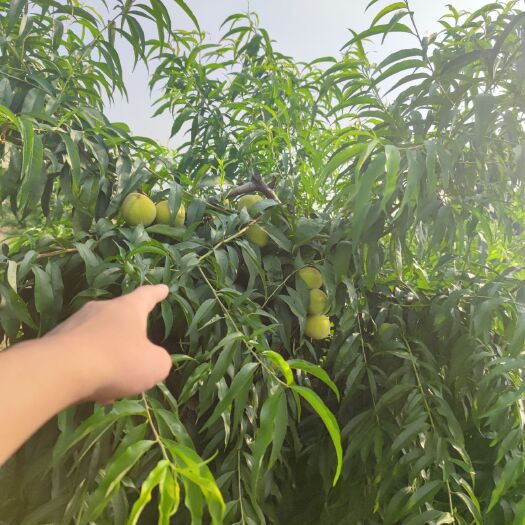 单县 精品黄桃   开始售卖