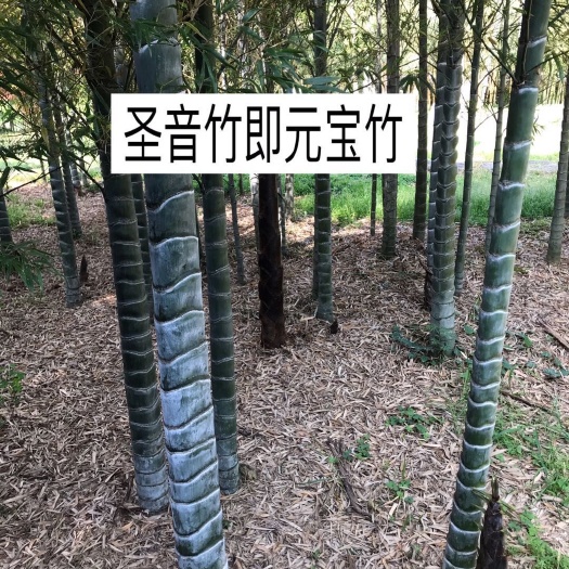 湖州圣音竹  ，元宝竹