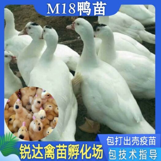 南宁一点头番鸭苗打好疫苗