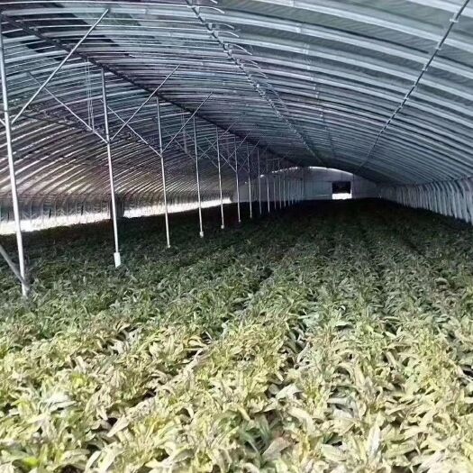 天津热镀锌蔬菜大棚 温室大棚蔬菜大棚暖棚钢结构大棚大棚骨架保暖大棚