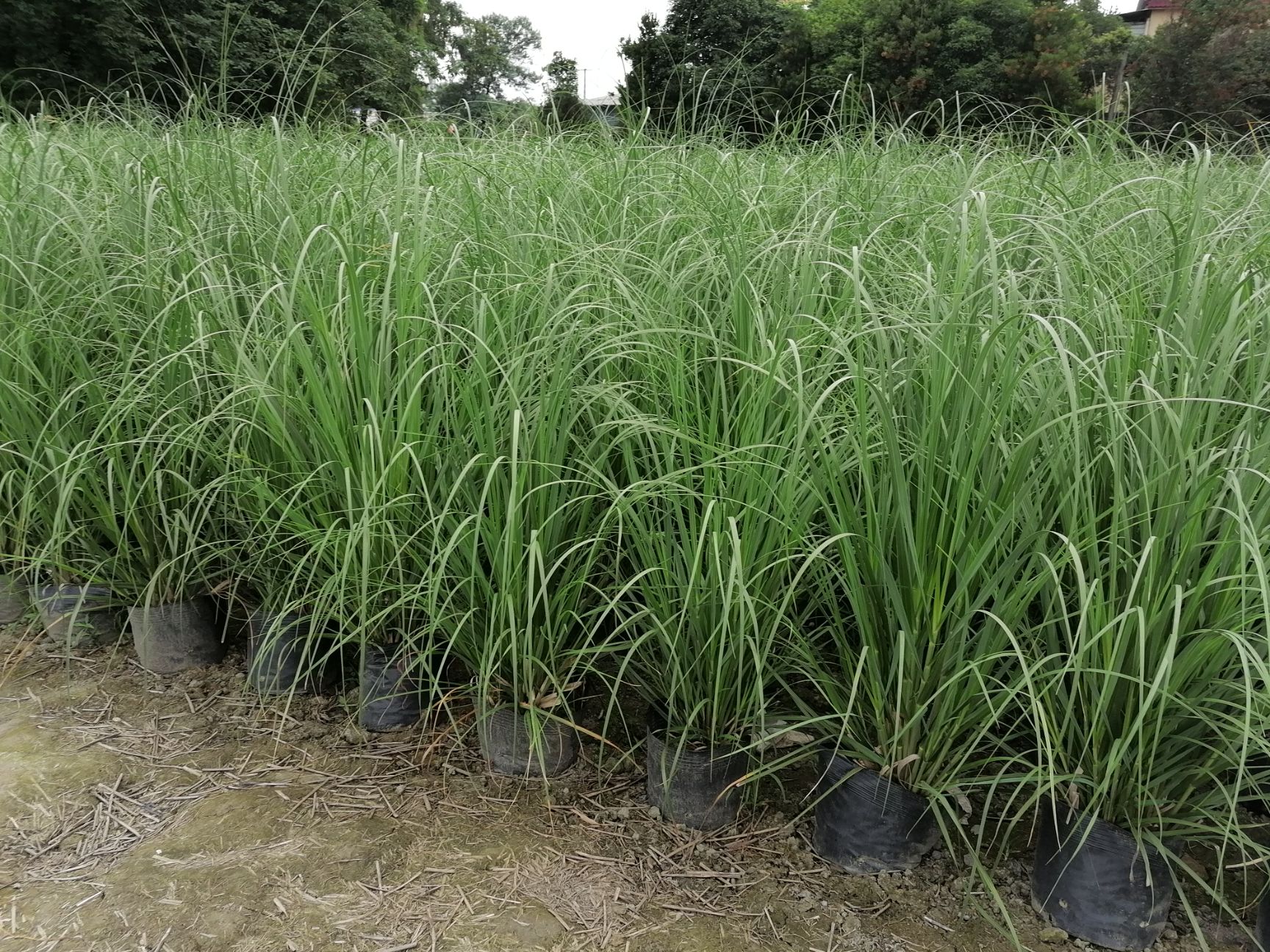 自家水生植物苗圃蒲苇 矮蒲苇 花叶蒲苇基地直销  保质保量