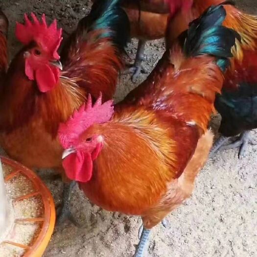 南宁瑶鸡苗   红瑶鸡   黑瑶鸡  青脚土鸡  抗病强适散养