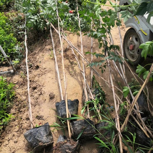 凌霄花 凌霄，常年销售各种绿化苗木。