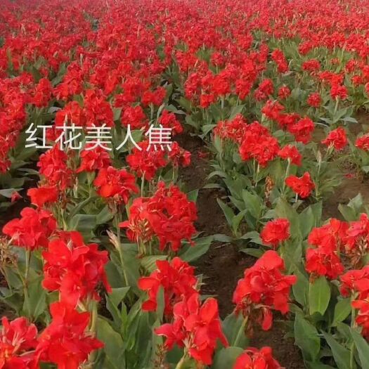 青州市 红花美人蕉，基地直销，常年销售各种绿化苗木。