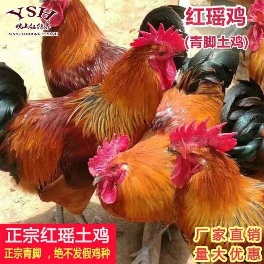 南京 红瑶鸡苗