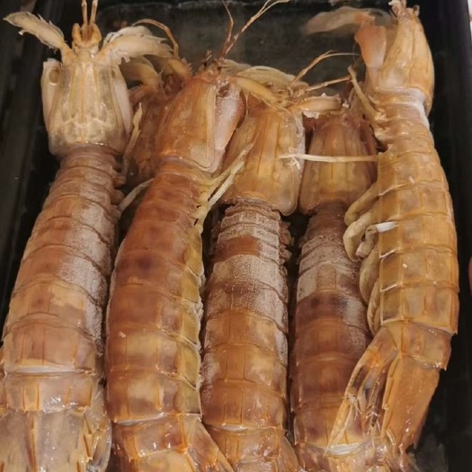 北海皮皮虾  膏虾