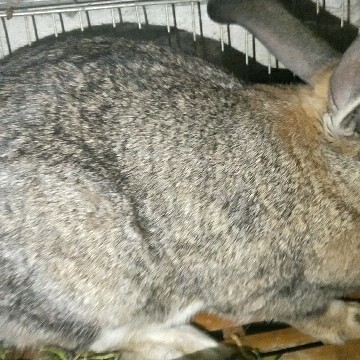 泌阳县 基地养殖纯种比利时兔，比利时杂交兔