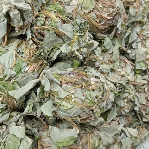 金钱草新货自己加工厂一手货源