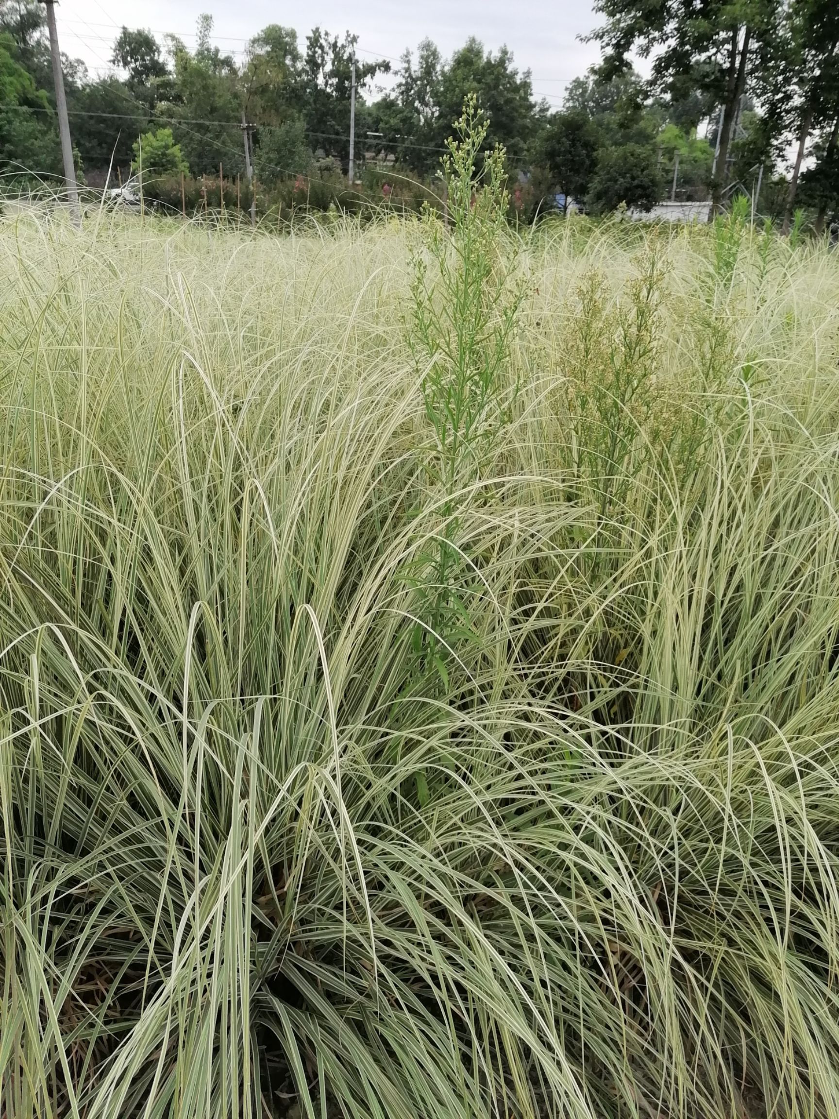 自家水生植物苗圃蒲苇 矮蒲苇 花叶蒲苇基地直销  保质保量