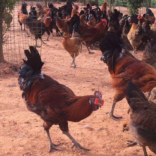 昆明肉鸡苗  土鸡苗 云南武定高脚土鸡苗，包打疫苗，孵化厂家，路损包赔