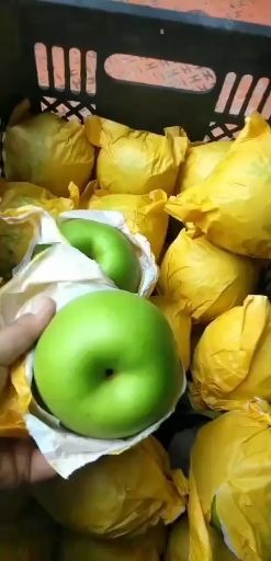 砀山县砀山  翠玉梨