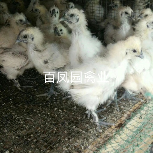 昆明 白凤乌鸡鸡苗 脱温苗