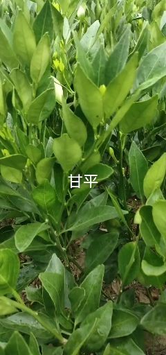 明日见柑橘苗  明日见  甘平 爱媛 等苗体健壮，抗病力