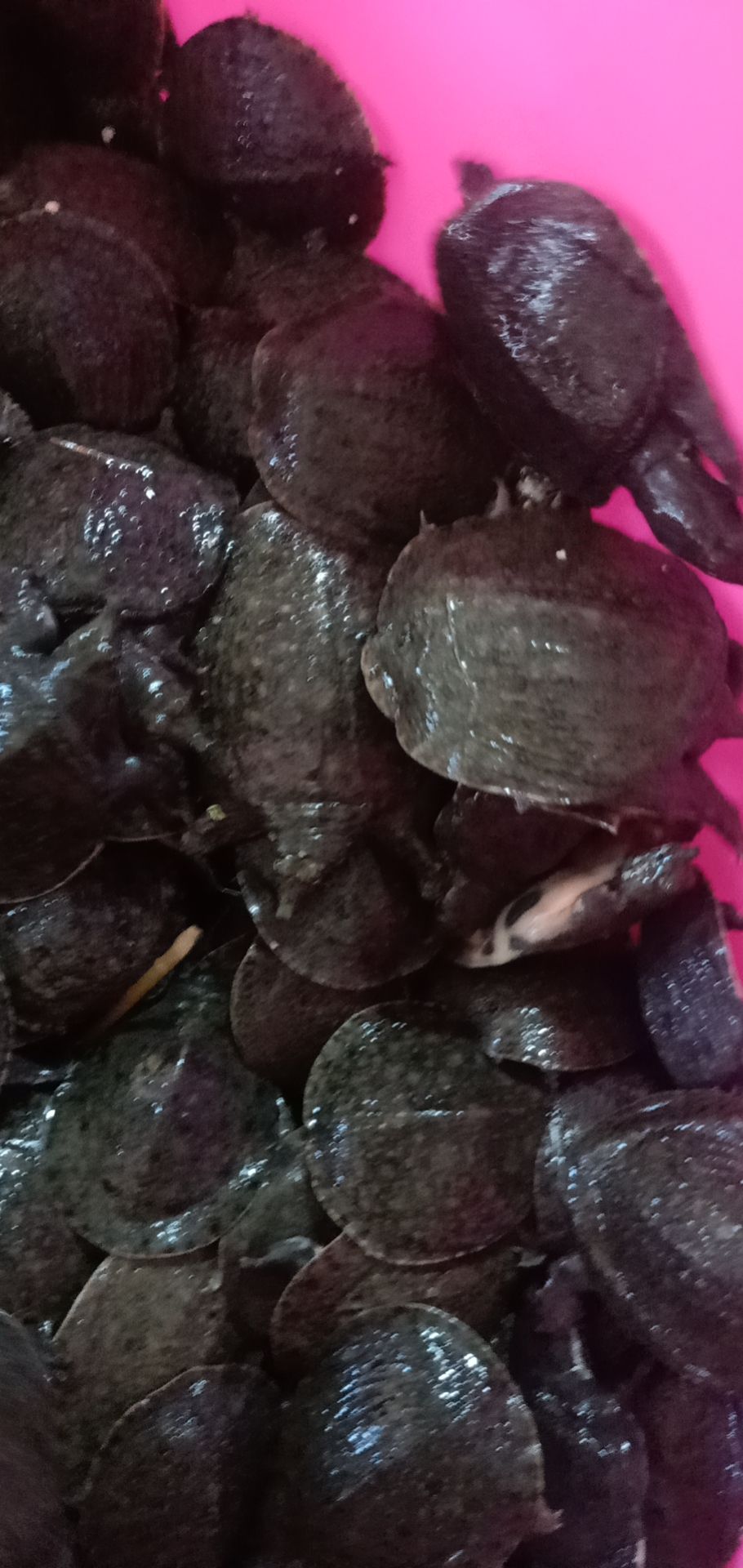 黄沙鳖苗 甲鱼，珍珠，黄沙，杂交水鱼苗，